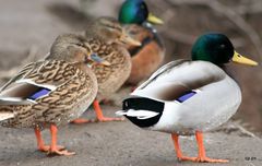 Verlobung der Stockenten