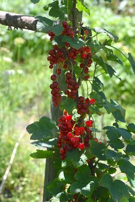 verlockend, aber sauer