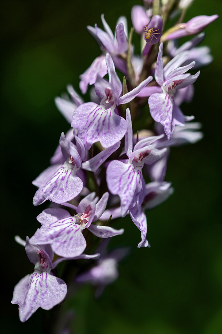 Verlockende Blüten