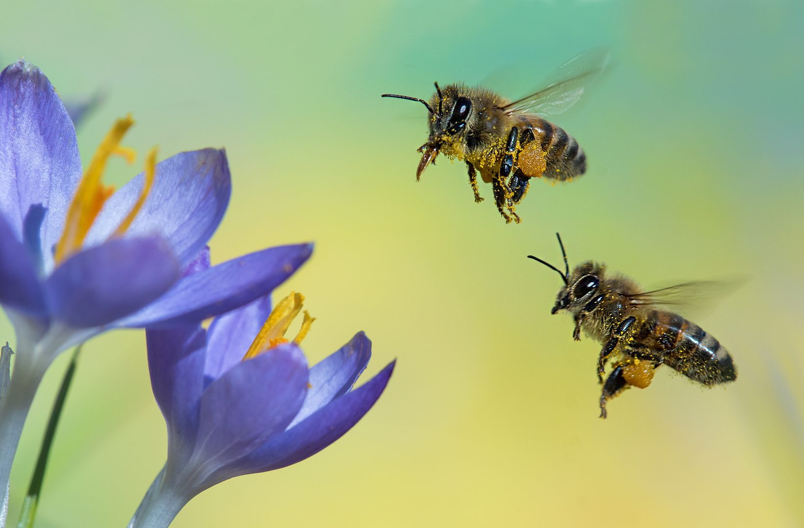 Verlockende Blüten