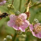 Verlockende Blüten