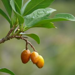 Verlockende Früchtchen