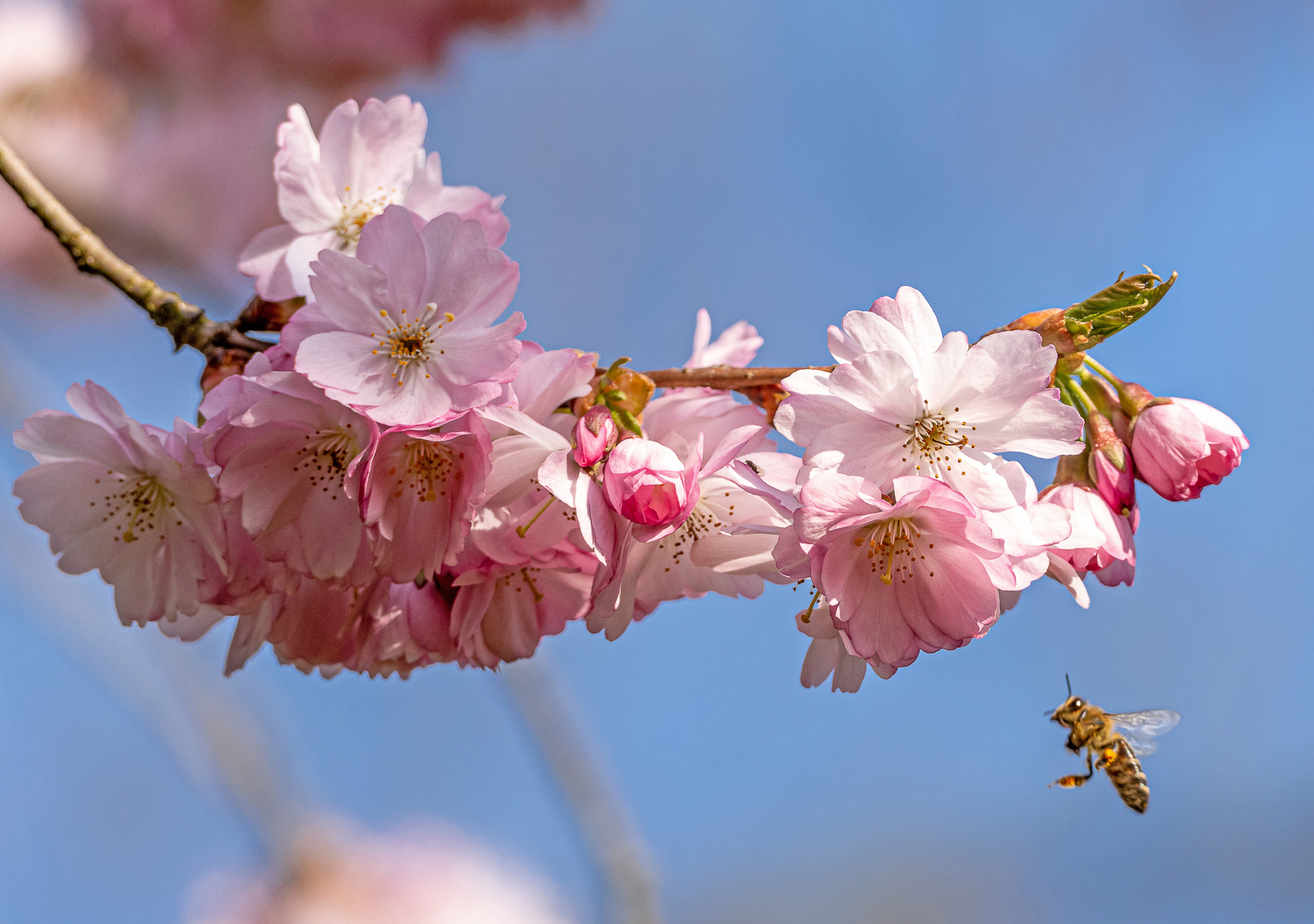 Verlockende Kirschblüten