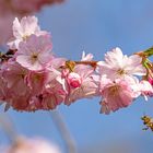 Verlockende Kirschblüten