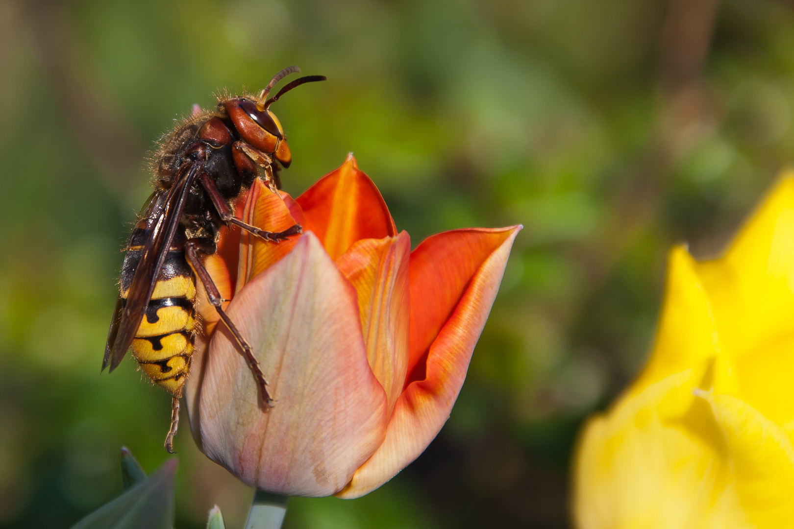 Verlockung der Tulpe