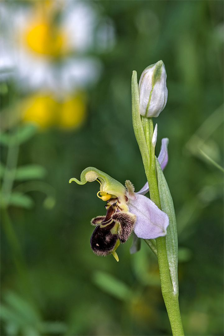 Verlockung für Insekten