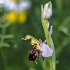 Verlockung für Insekten