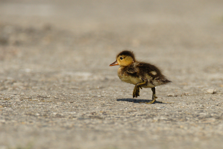 Verloren auf dieser Welt: Mama, wo bist Du ?