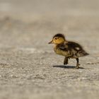 Verloren auf dieser Welt: Mama, wo bist Du ?