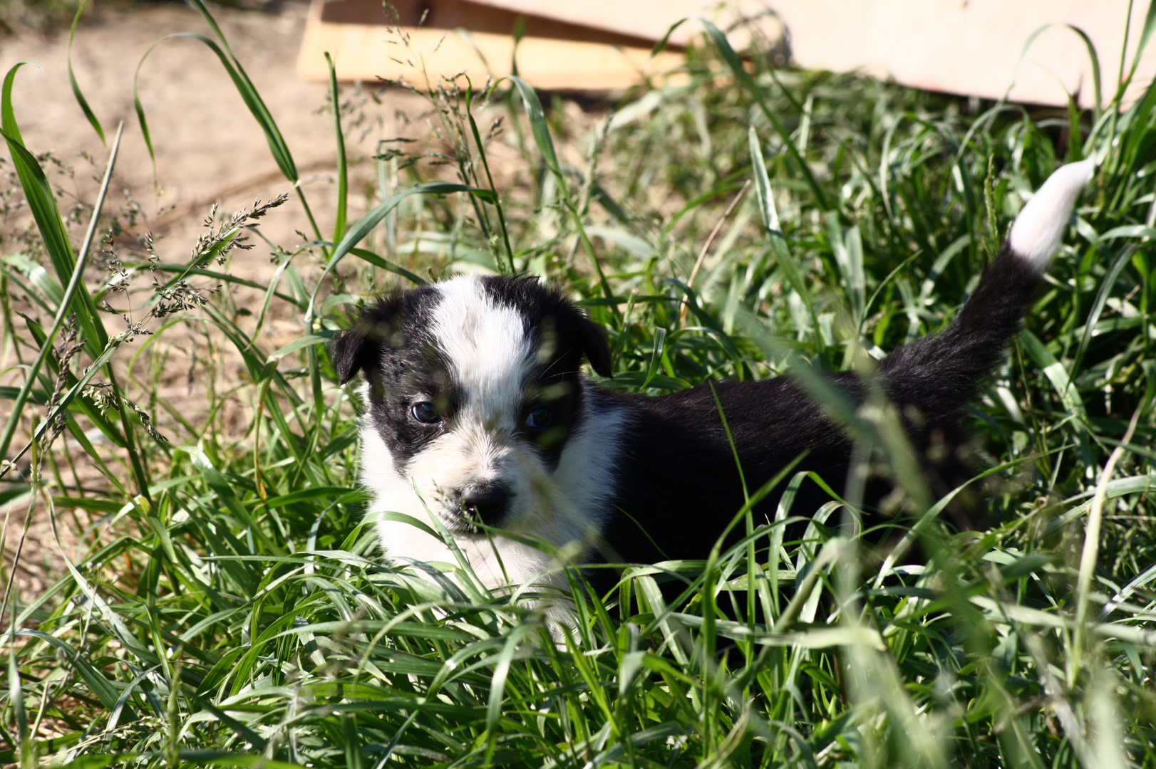 Verloren im Gras.