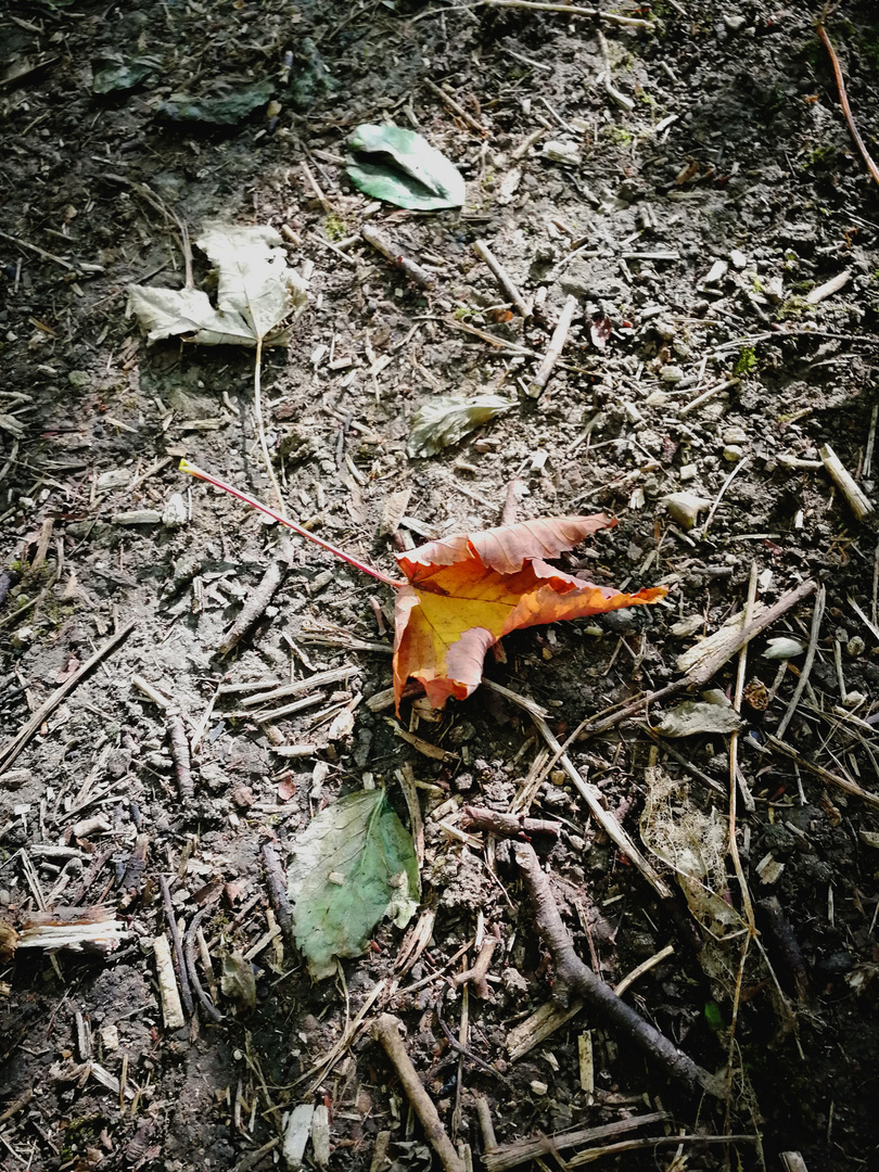 verloren im Herbstwald