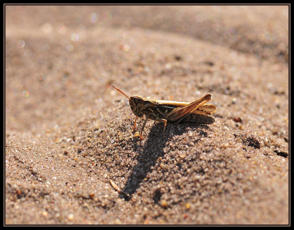 Verloren im Sand