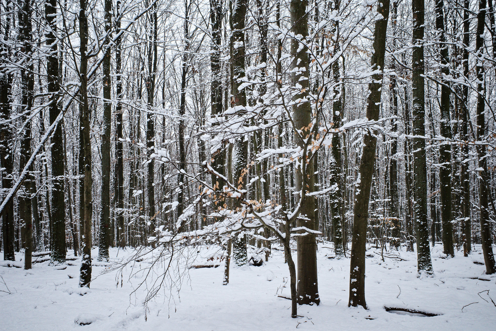 Verloren im Schneewald