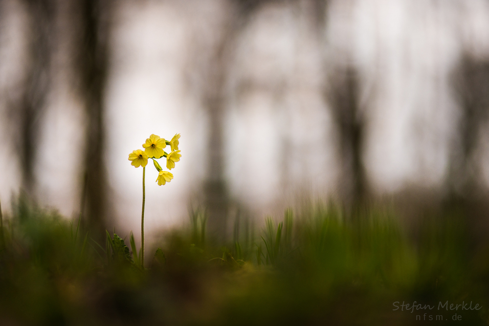 Verloren im Wald