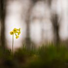 Verloren im Wald