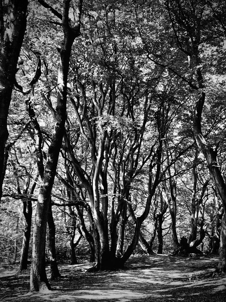 Verloren im Wald Foto & Bild | natur, natur, landschaft Bilder auf fotocommunity