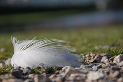 Verlorene Feder / A Feather Lost