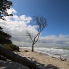 Verlorener Baum am Strand