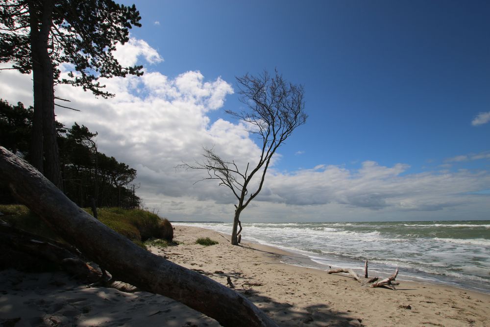 Verlorener Baum am Strand