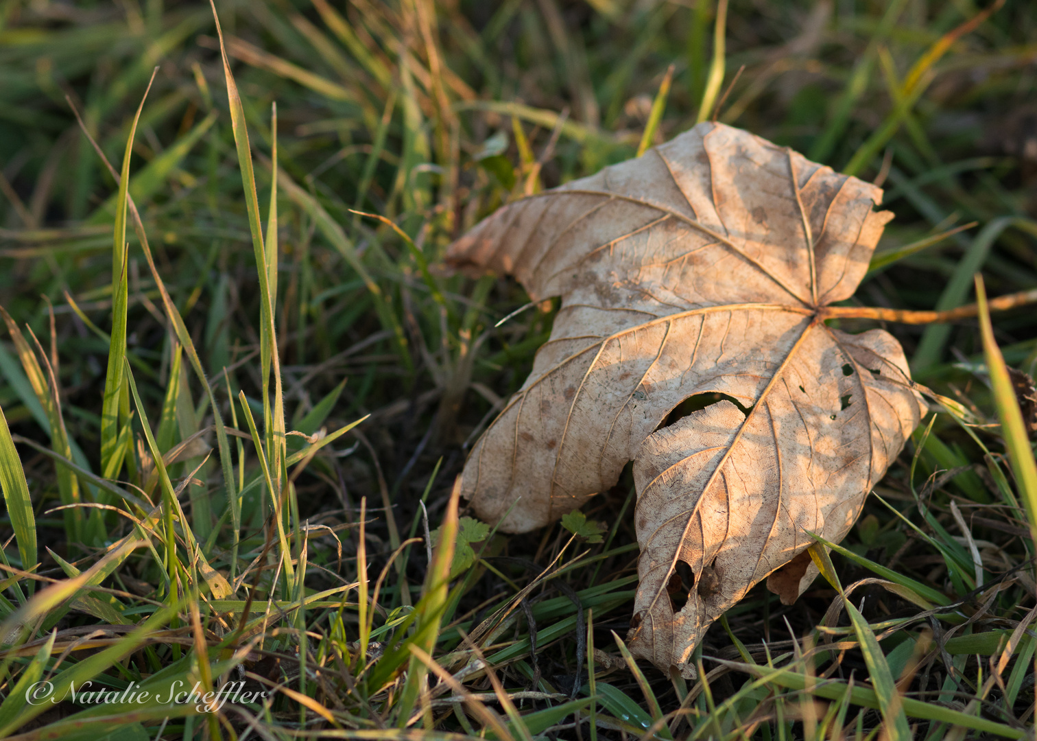 Verlorenes Blatt auf der Wiese..