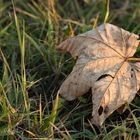 Verlorenes Blatt auf der Wiese..