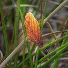 Verlorenes Blatt 