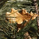 Verlorenes Blatt im Herbst