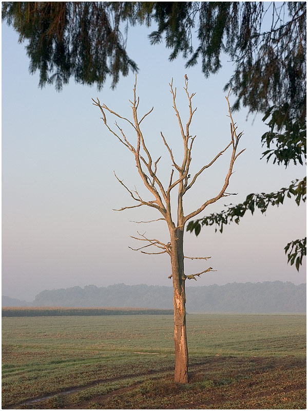 Verlorenes Paradies - der tote Baum