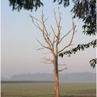 Verlorenes Paradies - der tote Baum