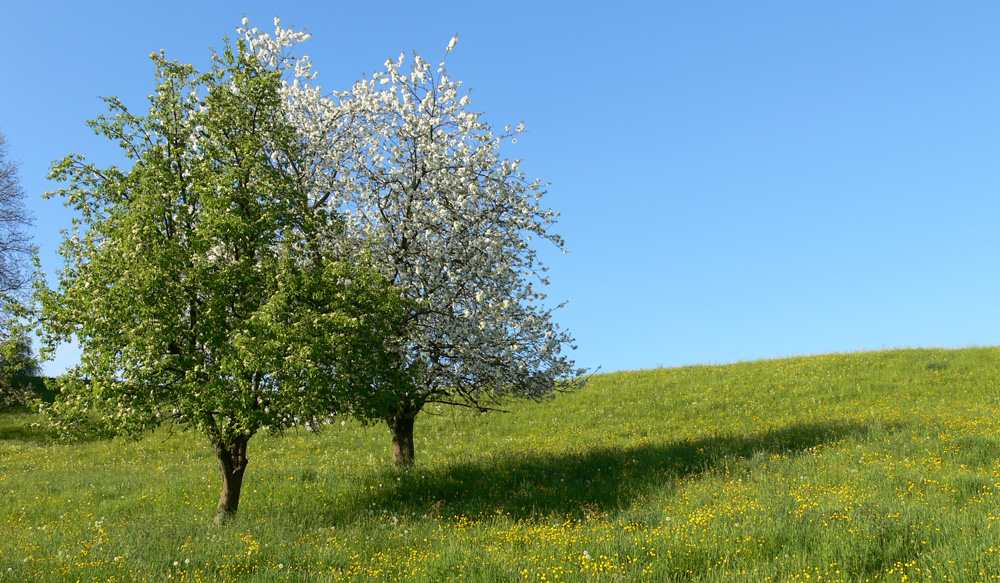 Vermählung