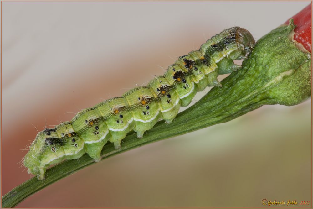 VERME DELL'ESERCITO  (Spodoptera frugiperda (J. E. Smith, 1797))