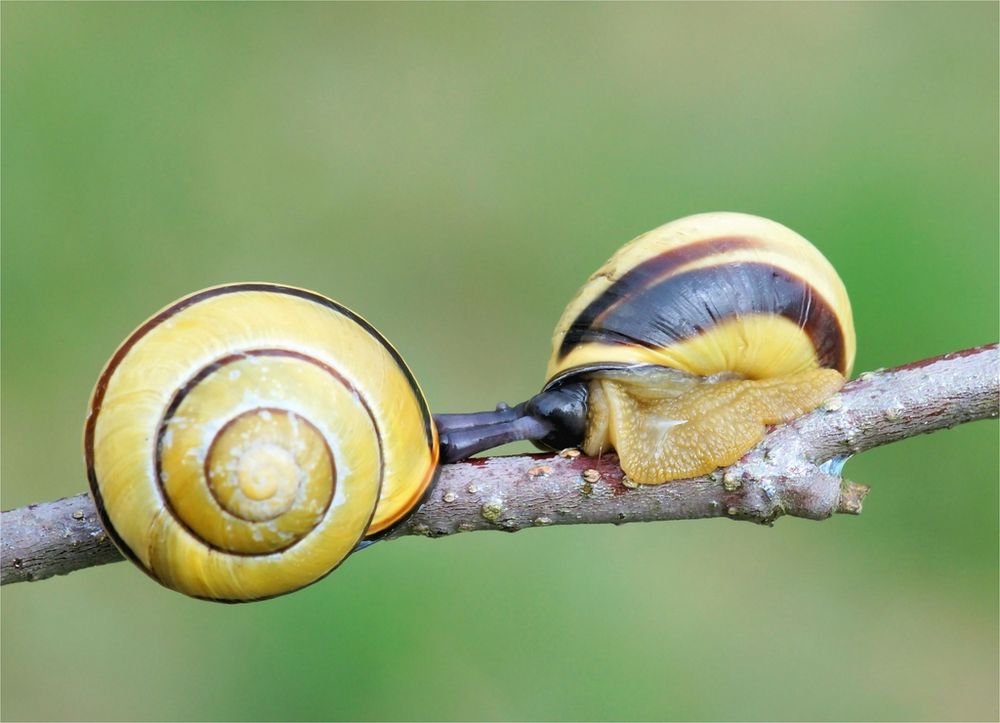 Vermehrung von Zwittern