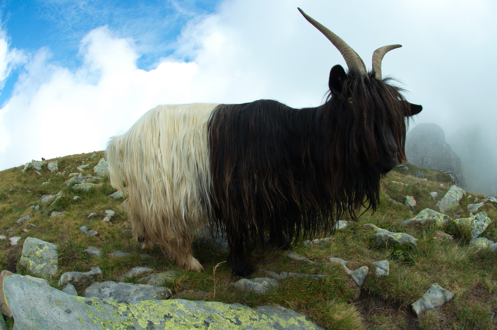 Vermeintlicher Steinbock..