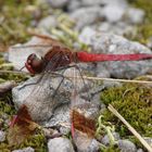 verm.Gebänderte Heidelibelle