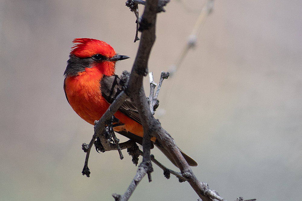 Vermilion Flycatcher