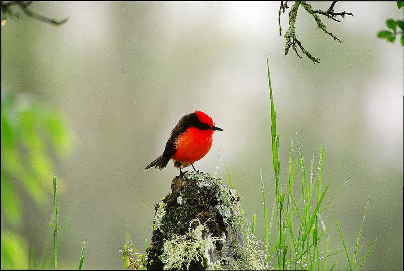 Vermillion Flycatcher