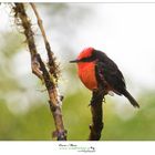 Vermillion flycatcher workshop galapagos https://www.wildlifefoto.it/