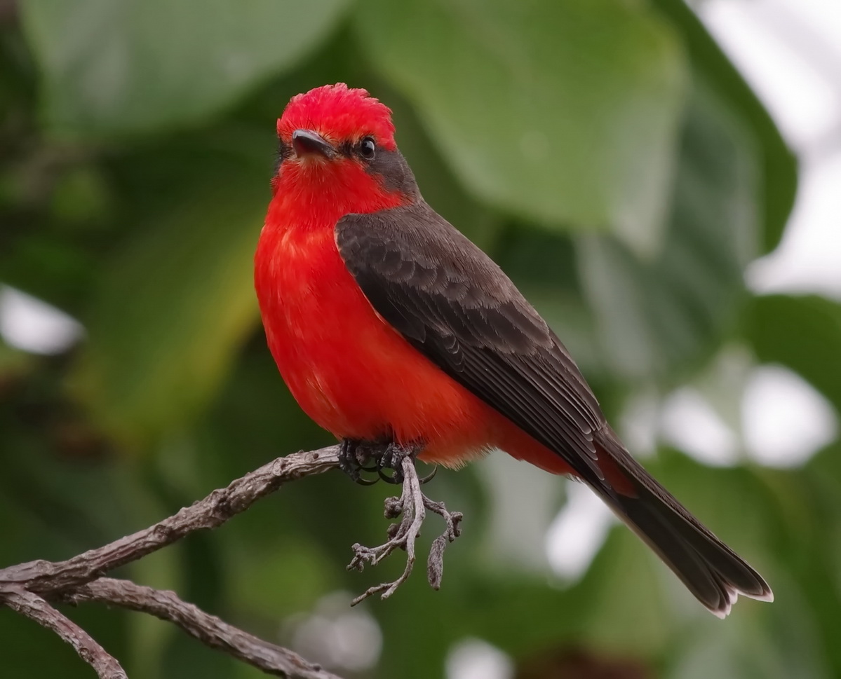 Vermillon Flycatcher