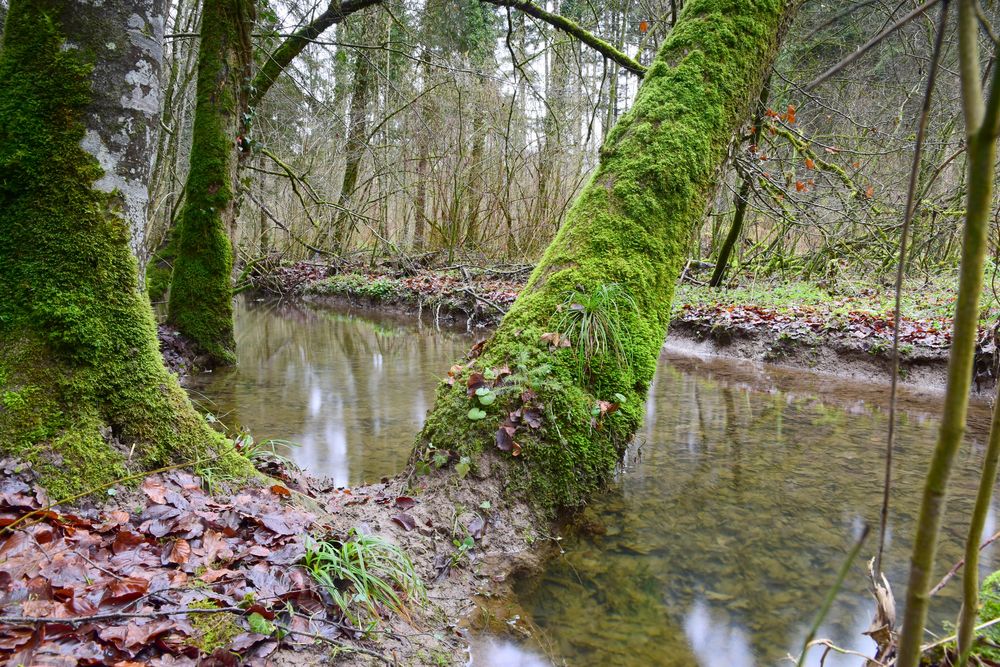 Vermoost im Wald