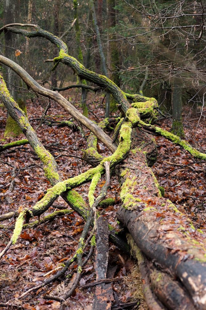 Vermooste Bäume im Wald