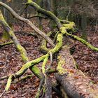 Vermooste Bäume im Wald