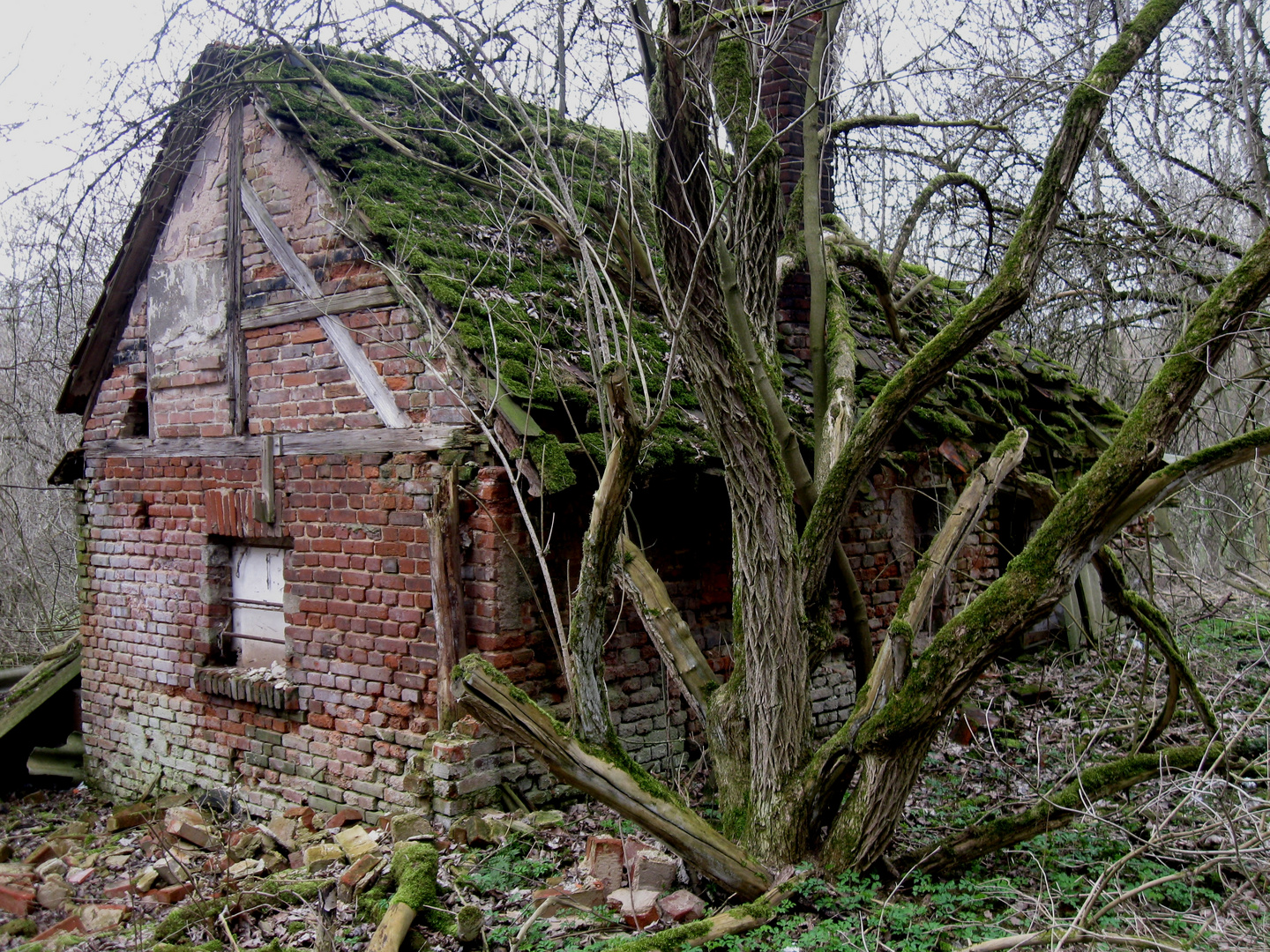 vermooste Ruine im Wald