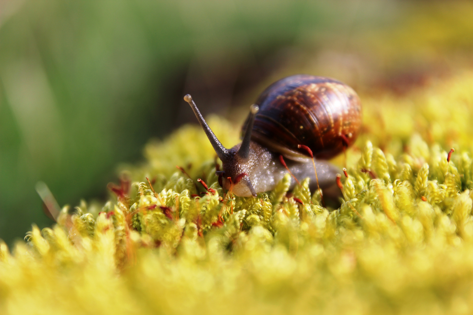 Vermooste Schnecke