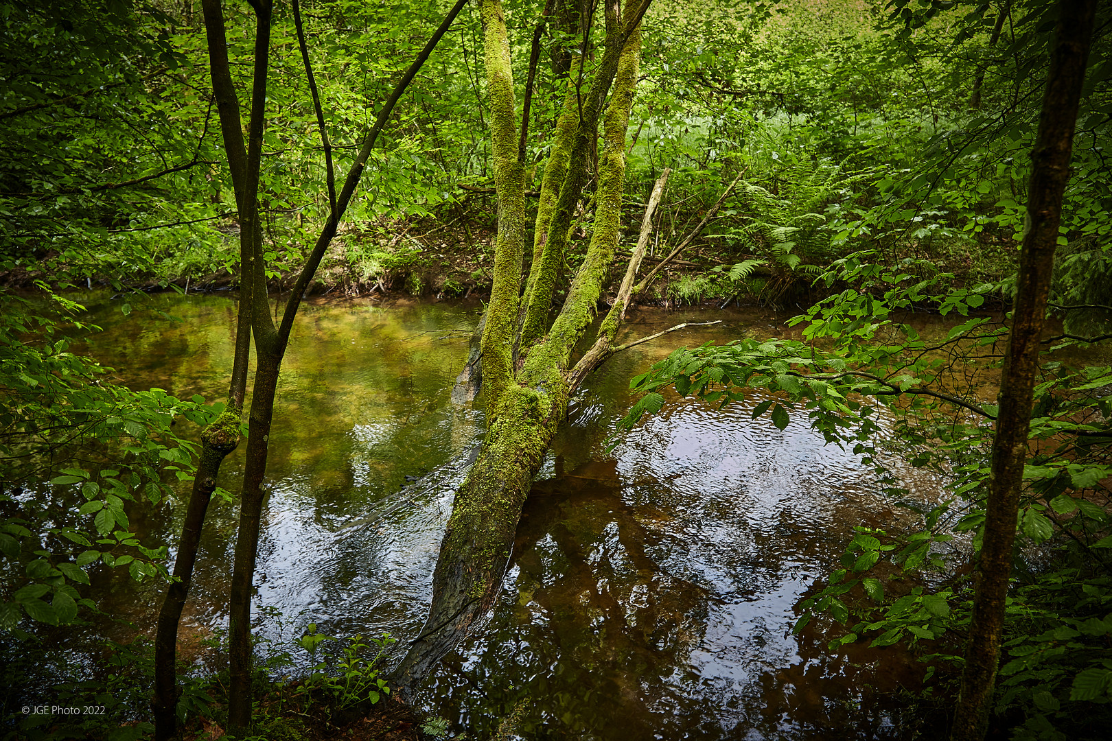 Vermooster Baum an der Moosalbe