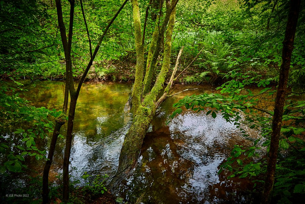 Vermooster Baum an der Moosalbe