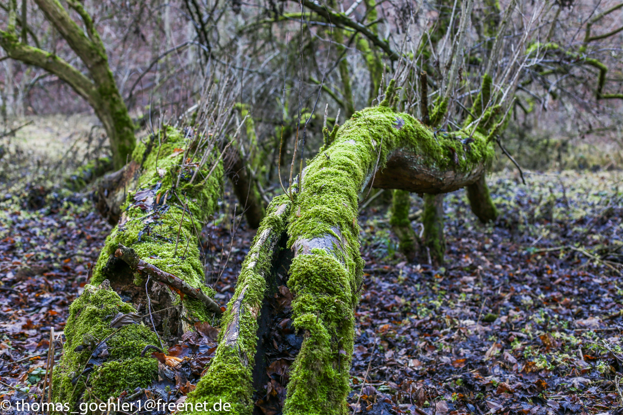 vermooster Baum bei der Mulde