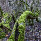 vermooster Baum bei der Mulde