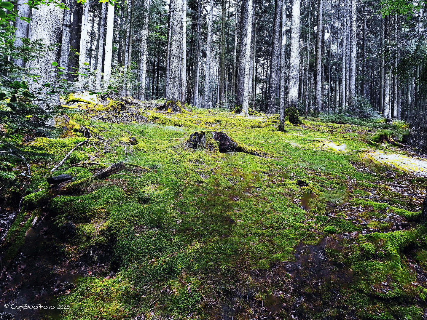 Vermooster Waldboden im Seewald Wald