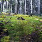 Vermooster Waldboden im Seewald Wald