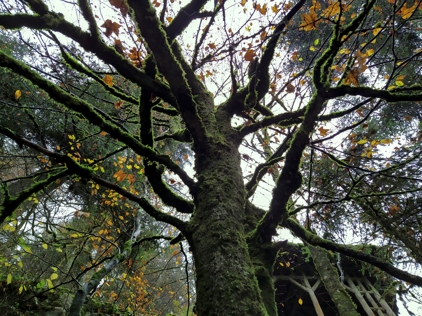 vermoster Baum